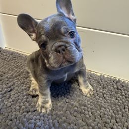 French Bulldog Puppies from Wyatt and co Frenchies