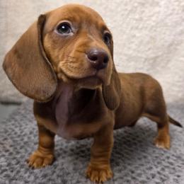 Diamond, Ready August 26 - Red female Dachshund puppy in Dade City, Florida from Kingpindoxies