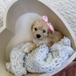 Suki - Cream female Havapoo puppy in Pleasant Grove, Utah from Snuggle Buddies