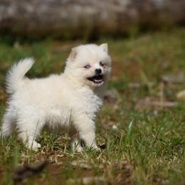 Belle - White female Pomsky puppy in Coos Bay, Oregon from Ocean View Pomskies