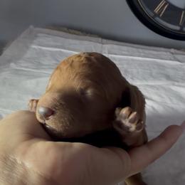 Female 1 - Red  female Poodle puppy in Jurupa Valley, California from gucci_bentleys_goldendoodles