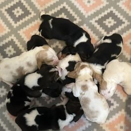 Basset Hounds from Glacier Ridge Basset Hounds