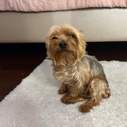 Nacho - Yorkshire Terrier