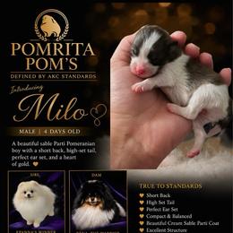 Milo - Cream sable parti male Pomeranian puppy in North Port, Florida from POMRITA POM’S