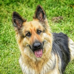 Sammy - German Shepherd