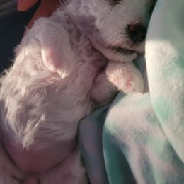 Bichon Frise and Cavalier King Charles Spaniel Puppies from Beloved Bichons & Cavaliers