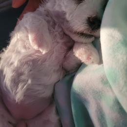 Bichon Frise and Cavalier King Charles Spaniel Puppies from Beloved Bichons & Cavaliers