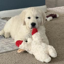 Golden Retriever Puppies from Celtic Pride Goldens