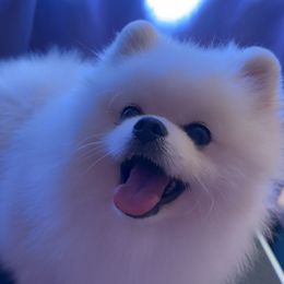 Tootie - Pomeranian