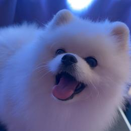 Tootie - Pomeranian
