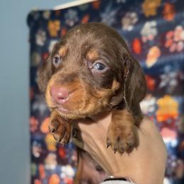 Caleb - Chocolate and tan male Dachshund puppy in Onalaska, Texas from Smokey Pines Dachshunds