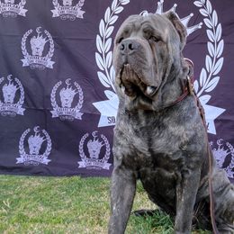 Cane Corso from CRUCIAL CANE CORSOS