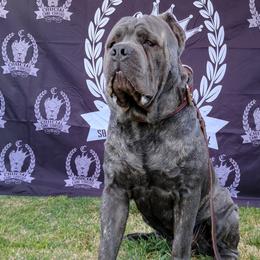 Cane Corso from CRUCIAL CANE CORSOS