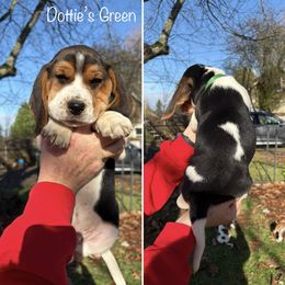 DOTTIES GREEN COLLAR - Black red and white male Beagle puppy in Brownsville, Oregon from Beagles on the Run