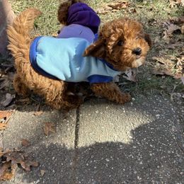 Sunday - Red  male Goldendoodle puppy in Lillington, North Carolina from Peace, Love, and Puppies at the Creek
