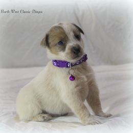 Faith Hill - Red speckled female Australian Cattle Dog puppy in Willamina, Oregon from Cherished Chihuahuas