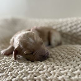 Twinkle - Apricot female Goldendoodle puppy in Modesto, California from Central Valley Canine Companions