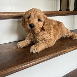 Midland - Apricot male Goldendoodle puppy in New Waverly, Texas from C.P. Puppy Buddies