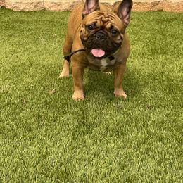 Ariel - French Bulldog