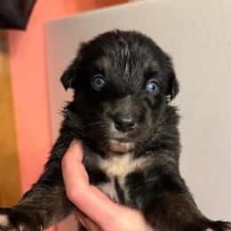 Gnocchi - Black tri-color female Australian Shepherd puppy in Altmar, New York from E&C Australian Shepherds