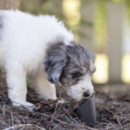 Ginger - Blue merle and white Sheepadoodle puppy in Charleston & Kershaw, South Carolina from Atlas Harrold-Moore Sheepadoodles, LLC   (AHMS)
