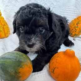 Boy 1 - Black male Havapoo puppy in Cedar Springs, Michigan from Pridespoodles