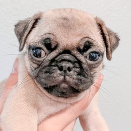 Billie (Billie Jean) - Pug puppy in Oregon from Hailey's Pugs