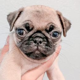 Billie (Billie Jean) - Pug puppy in Oregon from Hailey's Pugs