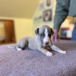 Whippet puppies from Aiukli Whippets