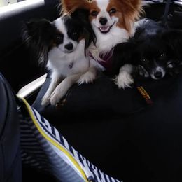Papillon Puppies from Winddancers Papillons
