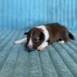 Cash - Sable and white male Shetland Sheepdog puppy in Aberdeen, Idaho from Willow Creek Cresteds