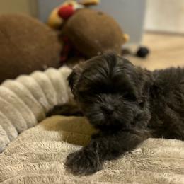 AKC Steel - Blue and white male Shih Tzu puppy in Statesboro, Georgia from Magnolia Small Breeds