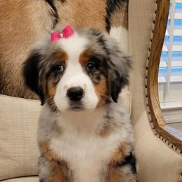 Bernedoodle and Goldendoodle Puppies from Elite Goldendoodles and Bernedoodles