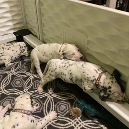 Dalmatian Puppies from Dalmatians of Rutland Ranch