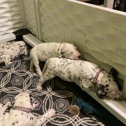 Dalmatian Puppies from Dalmatians of Rutland Ranch