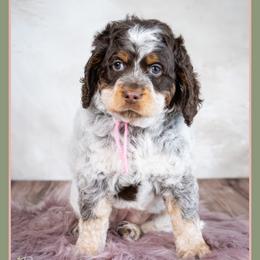 Gabby - Brown white and tan female Cockapoo puppy in Connersville, Indiana from Deaz Doodle Ranch