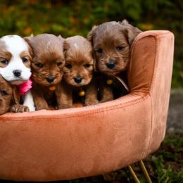 Cavapoo, Cockapoo, Labradoodle, and Poodle Puppies from Heavenly Puppies to Love