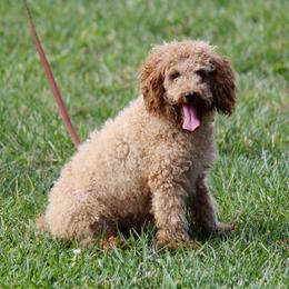Diamond - Poodle