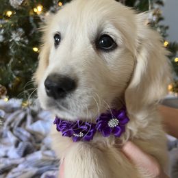 Layla - Light golden female Golden Retriever puppy in Pace, Florida from Panhandle PawsNClaws