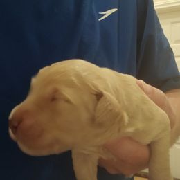 Captain  Jack - Tri-color male Labradoodle puppy in Henderson, Nevada from Hills labradoodles