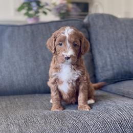 Cosmo - Red  male Goldendoodle puppy in St George, Utah from Doodle Bears of Southern Utah