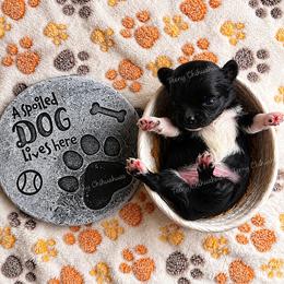Pico - Black and white male Chihuahua puppy in Rocky Mount, Virginia from Teeny Chihuahuas