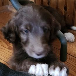 Ruby - Sable female Bordoodle puppy in New Oxford, Pennsylvania from The Weekend Farm