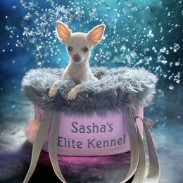 "Snowball" Chihuahua Puppies from Sasha’s Elite Kennel LLC