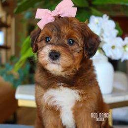 Soleil - Sable female Bernedoodle puppy in Salado, Texas from Red Ranch Dogs