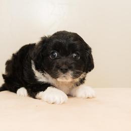Nyx - Black and white female Aussiedoodle puppy in Tucson, Arizona from Ever After Doodles Arizona