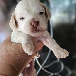 Dark Green Male - Cream male Cockapoo puppy in Mocksville, North Carolina from Hunting Creek Farms
