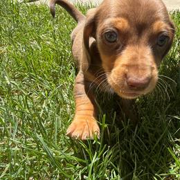 Copper - Chocolate and tan male Dachshund puppy in Anderson, California from FiveThreeZeroMiniDachshunds
