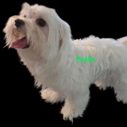 Maddie - Maltese