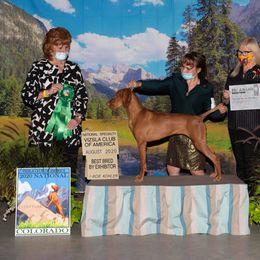 Brittany and Vizsla All Grown Up from Dzika Place Kennels